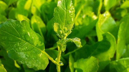 The Beauty and Benefits of Canola Flowers: A Blooming Wonder in Agriculture and Health