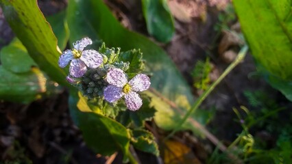 The Beauty and Benefits of Canola Flowers: A Blooming Wonder in Agriculture and Health
