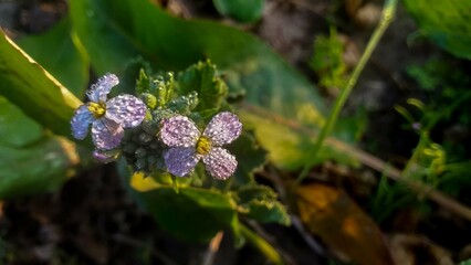 The Beauty and Benefits of Canola Flowers: A Blooming Wonder in Agriculture and Health