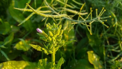 The Beauty and Benefits of Canola Flowers: A Blooming Wonder in Agriculture and Health
