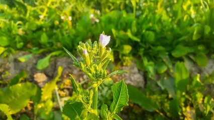 The Beauty and Benefits of Canola Flowers: A Blooming Wonder in Agriculture and Health