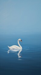 Obraz premium Swan in the lake animal bird reflection.