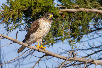 Roadside Hawk perched, calden forest, La Pampa , Argentina