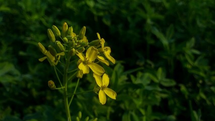 The Beauty and Benefits of Canola Flowers: A Blooming Wonder in Agriculture and Health
