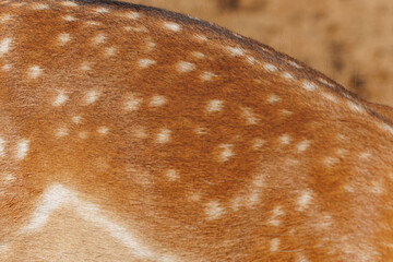 Texture of deer skin and fur, white spots on red fur.
Background for design.