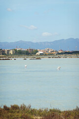 Molentargius - Saline Regional Park in Cagliari, Sardinia, Italy