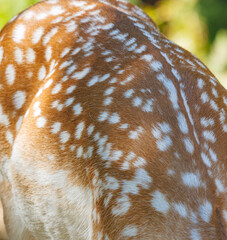 Texture of deer skin and fur, white spots on red fur.
Background for design.