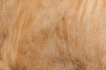 The texture of the skin and wool of a pig, horse, cow, sheep. Background for design.