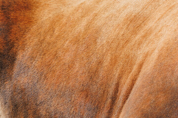 The texture of the skin and wool of a pig, horse, cow, sheep. Background for design.