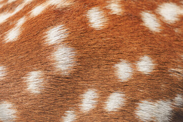 Texture of deer skin and fur, white spots on red fur.