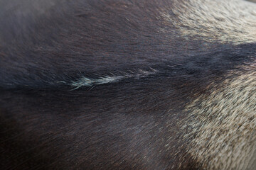 The texture of the skin and wool of a pig, horse, cow, sheep. Background for design.