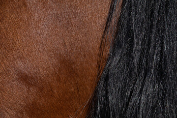 The texture of the skin and wool of a pig, horse, cow, sheep. Background for design.