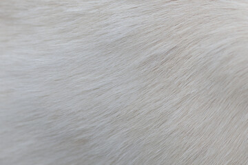 Fototapeta premium The texture of the skin and wool of a pig, horse, cow, sheep. Background for design.