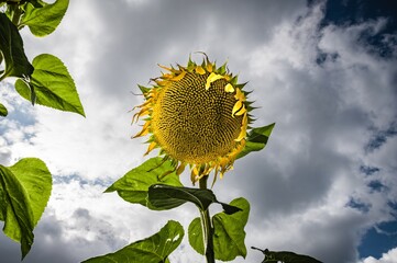 Słoneczniki . © Grzegorz