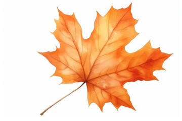 Fototapeta premium Maple leaves plant leaf.