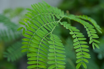 Lots of green leaves for background image