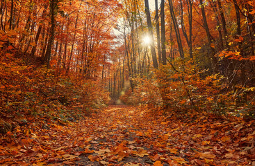 Obraz premium Dirt road in colorful autumn forest with falling leafs. Picturesque autumn in the Ukrainian Carpathians