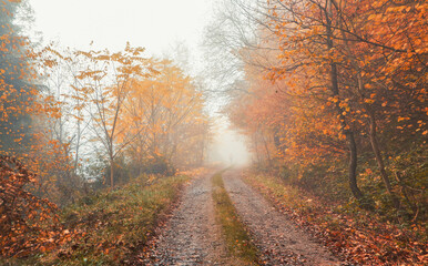 Obraz premium A lone figure walks on misty dirt road tracks surrounded by autumn trees. The scene is enveloped in a soft morning fog, creating an ethereal atmosphere with muted sunlight filtering through.