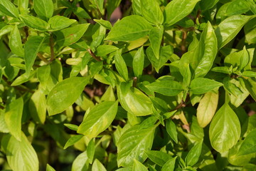Lots of green leaves for background image