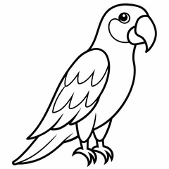 parrot on white background
