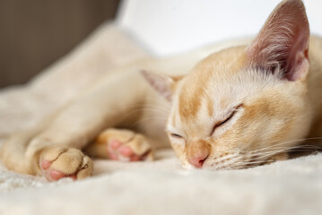 Adorable red Burmese kitten sleeping or resting sweetly