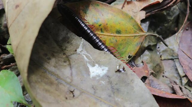 Intricate bug details (Spirostreptus).Moving among the leaves. Video 4K