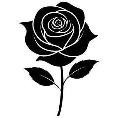 black rose vector illustration