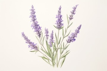 Naklejka premium Painting of lavender blossom drawing flower.