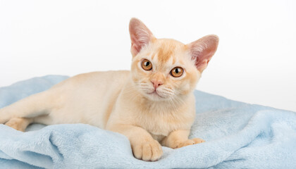Purebred red Burmese kitten lying on blue blanket