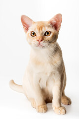 Obraz premium Red Burmese kitten on white background.