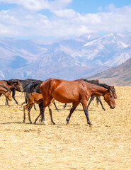 A herd of horses graze in the meadow in summer, eat grass, walk and frolic. Pregnant horses and foals, livestock breeding concept.