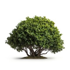 Fototapeta premium Bush bonsai plant tree.