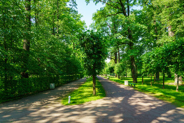 A dirt path through a park with lush green trees during the daytime in summer.