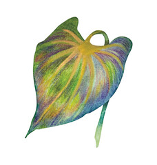 Anthurium leaf with yellow veins. Greens. Watercolor botanical illustration on a white background. Watercolor tropical leaf