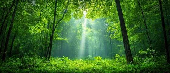 Obraz premium Sunbeam Through Forest Trees