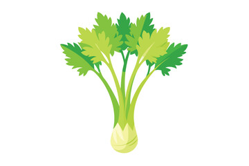 Celery Sprouts vector illustration isolated in white background