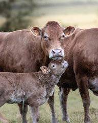Une vache et son veau  © Morgane Rclt 