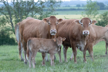 Obraz premium Les trois vaches 