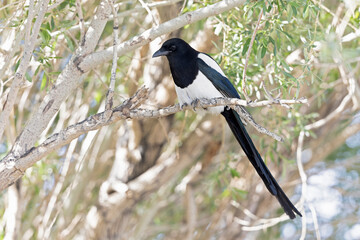 Eurasian magpie (Pica pica) perched in a tree.