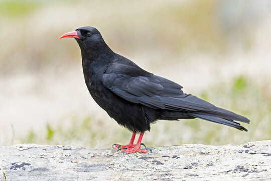 A red-billed chough (Pyrrhocorax pyrrhocorax) in the grass photographed from a low angle.