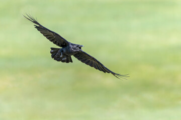 A northern Raven( Corvus corax) flying and calling aggressively.