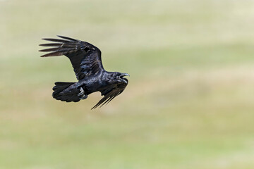 A northern Raven( Corvus corax) flying and calling aggressively.