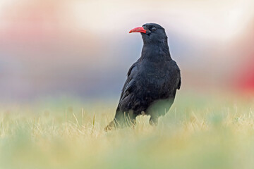 A red-billed chough (Pyrrhocorax pyrrhocorax) in the grass photographed from a low angle.