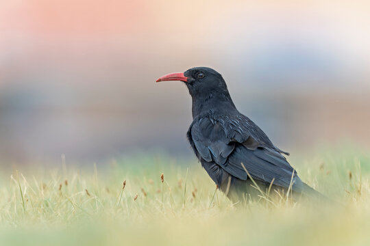 A red-billed chough (Pyrrhocorax pyrrhocorax) in the grass photographed from a low angle.