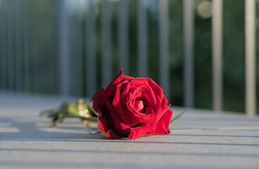 Überdauernde Liebe