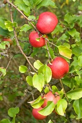 Fall apples and yellowing leaves on apple tree. Autumn is coming into the gardens.