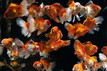 group of goldfish