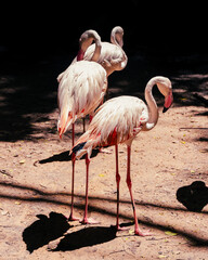 group of flamingos