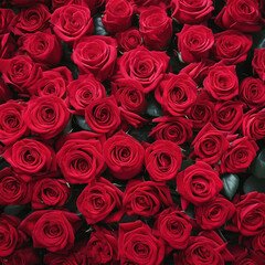Top view of a sea of red roses at a high angle, brings out the affection of Valentine's Day.
