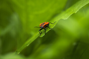 Firebug, pyrrhocoris apterus beetle walking in grass. Macro animal background